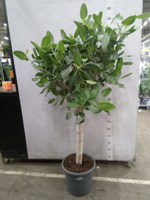 <h4>Ficus benghalensis 'Audrey'</h4>