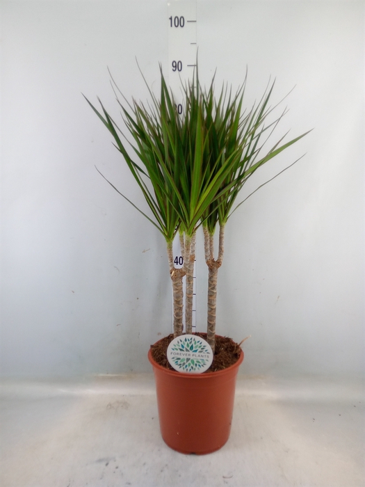 <h4>Dracaena marg.</h4>