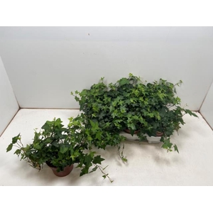 Hedera Helix Pittsburgh 13Ø 20cm 20cm