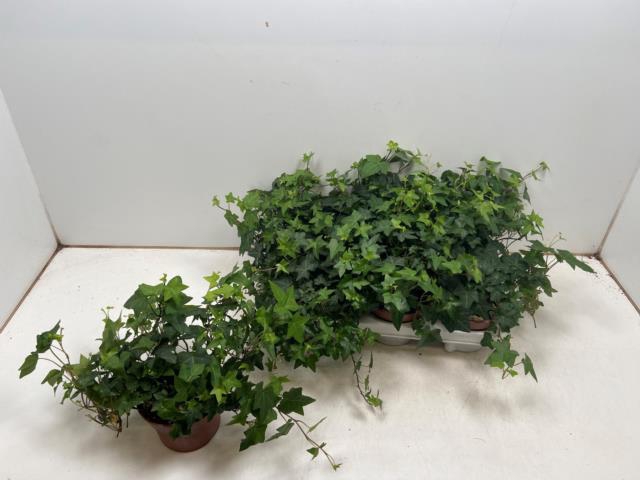 Hedera Helix Pittsburgh 13Ø 20cm 20cm