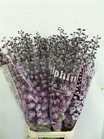 <h4>Delph Du Dewi Flamingo Pale P</h4>