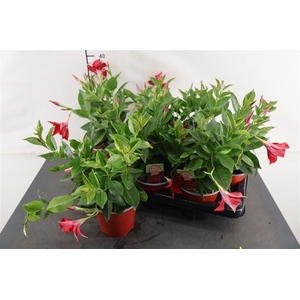 Mandeville 14 Cm. P. Rio Grande Red