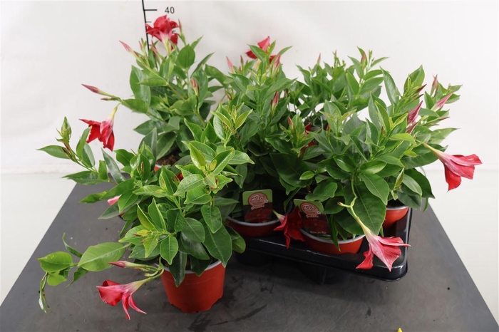 <h4>Mandeville 14 Cm. P. Rio Grande Red</h4>