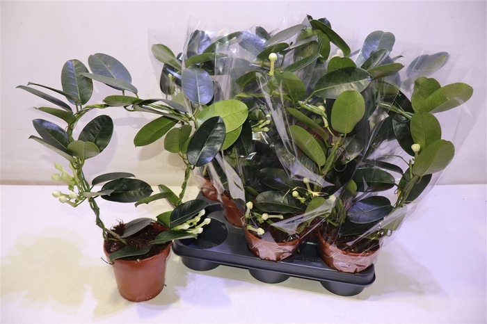 <h4>arr8 Steph Fl Ov</h4>