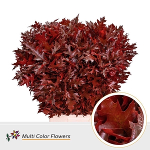 Quercus rubra colored RED