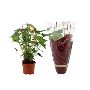 Anthurium Amalia Elegance in Couture Diamond sleeve