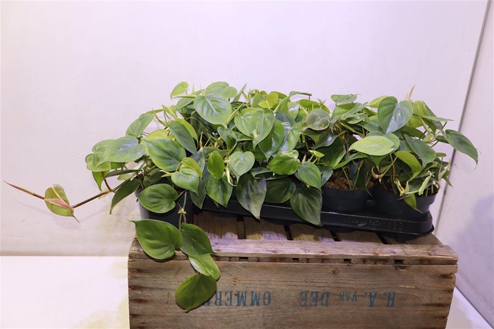 <h4>arr8 Phil Scandens</h4>