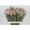Dianthus Sp Symply Strike