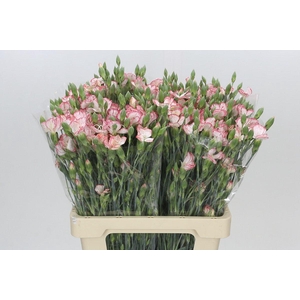 Dianthus Sp Symply Strike