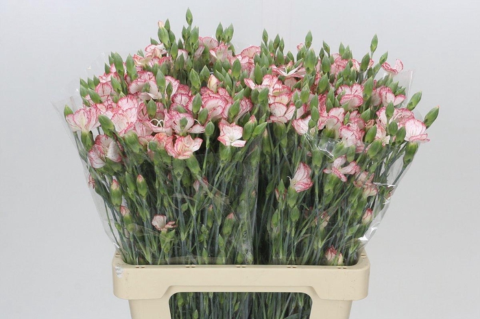 Dianthus Sp Symply Strike