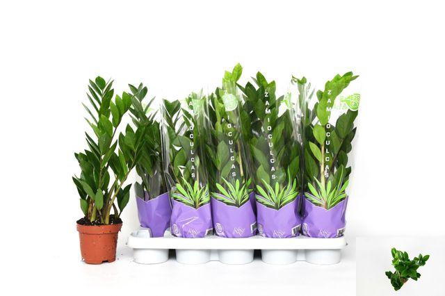 <h4>Zamio Zamiifolia</h4>