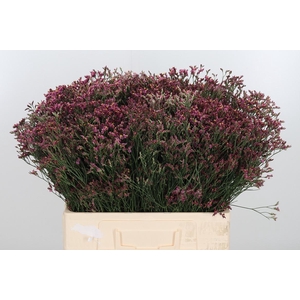 Limonium Crystal Pink