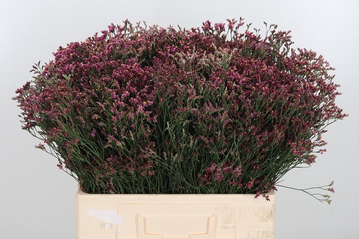 <h4>Limonium Crystal Pink</h4>