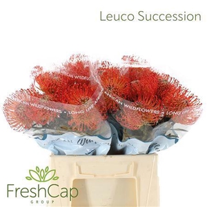 Bouquet Hybrid Single Protea