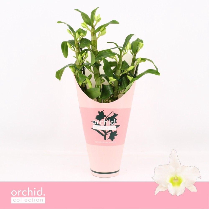 <h4>Dendrobium Nobilé, Apollon 4-spike Compact 'Orchid Collection' Potcover</h4>