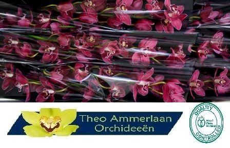 <h4>Brera 60 x10</h4>