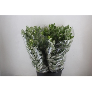 Pittosp Ralphi Leaves 200gr P Bunch