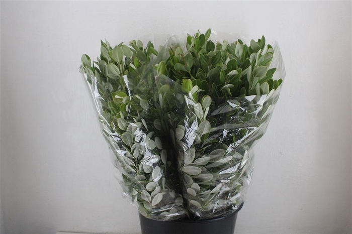<h4>Pittosp Ralphi Leaves 200gr P Bunch</h4>