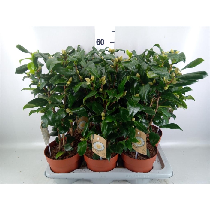 <h4>Camellia japonica 'Brushfield Yell'</h4>