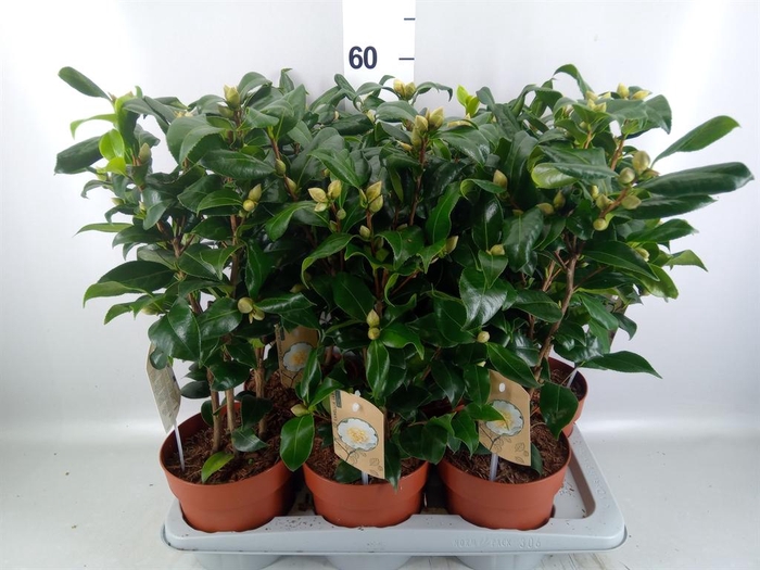 Camellia japonica 'Brushfield Yell'