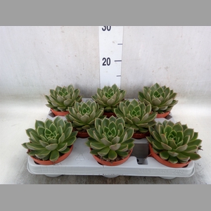 Echeveria   ...not flowering