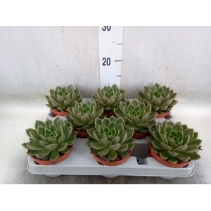 Echeveria   ...not flowering