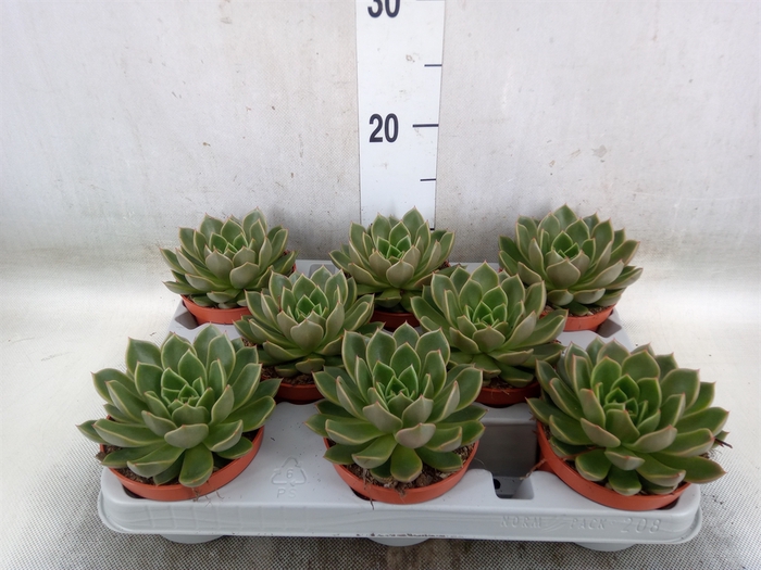 <h4>Echeveria   ...not flowering</h4>