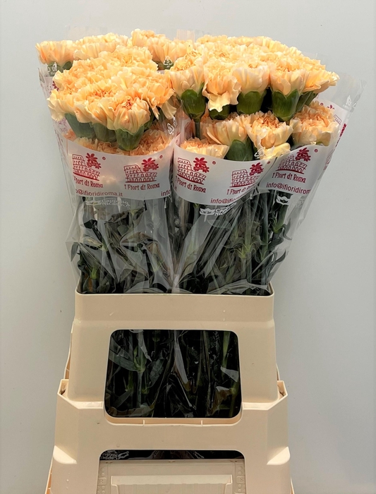 <h4>DI ST CRIMEA</h4>