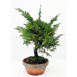 Juniperus chinensis, 19cm