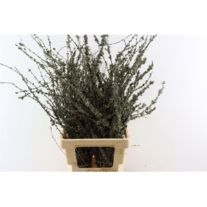 Larix Takken Fresh 75cm P Bunch