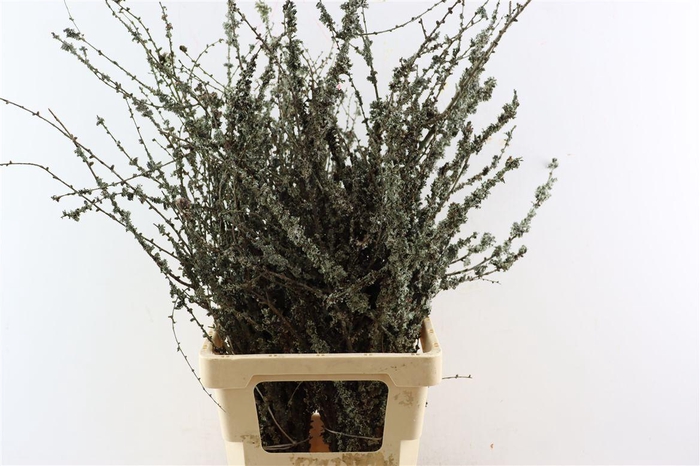 <h4>Larix Takken Fresh 75cm P Bunch</h4>