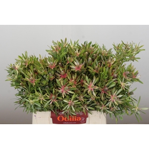 Leucadendron Ayoba Star Pearl