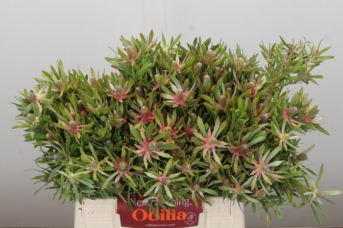 <h4>Leucadendron Ayoba Star Pearl</h4>