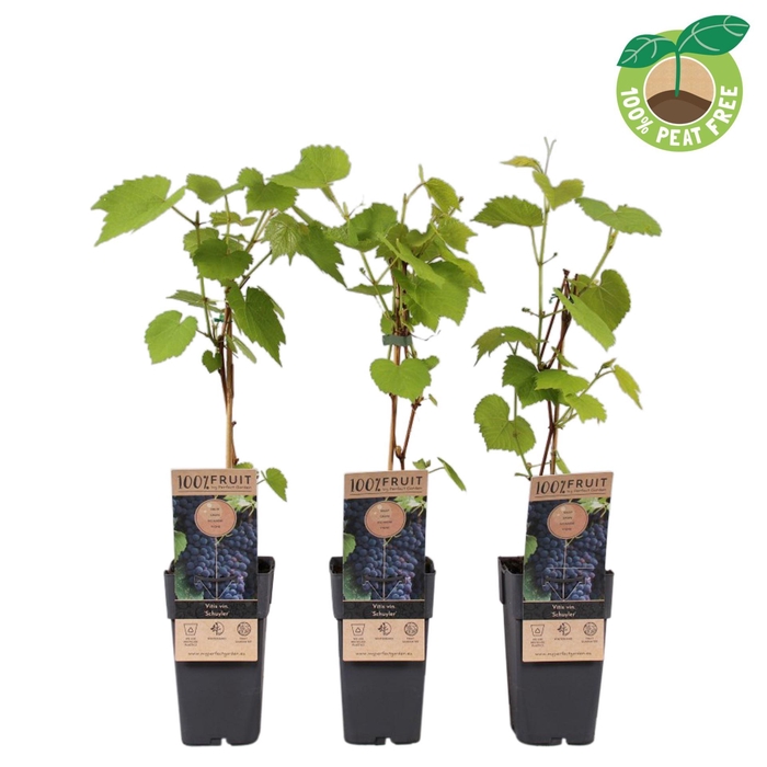 <h4>Vitis overig wit</h4>