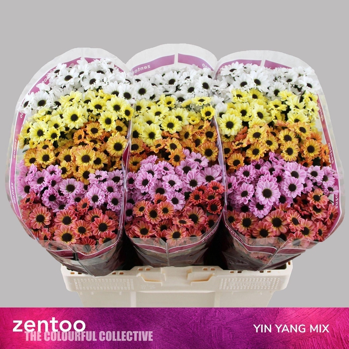 <h4>CHRYSANTHEMUM SA   ...MIX CHR S MIX</h4>
