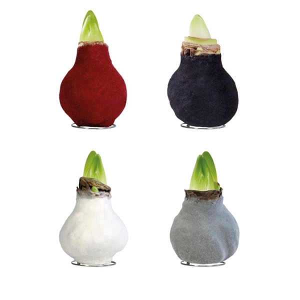 <h4>Amaryllis TOW Fashion (Velvet) Mixed 8x1, rode bloem, Tray408</h4>