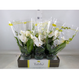 Phalaenopsis   ...white