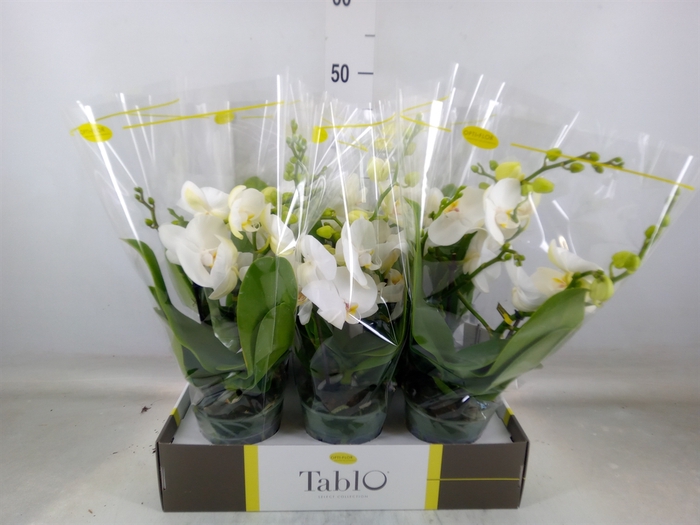 <h4>Phalaenopsis   ...white</h4>