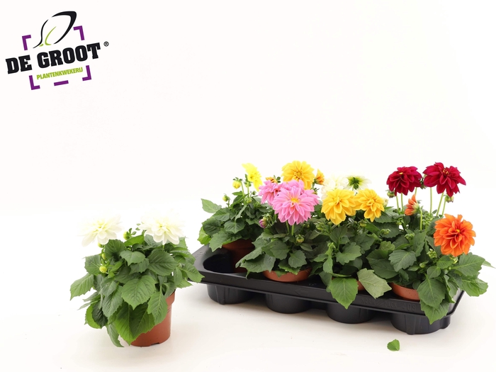 <h4>DAHLIA ROYAL GEM</h4>