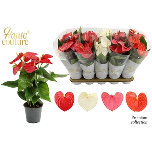Anthurium 12 cm 4 color mix in Haute Couture sleeve