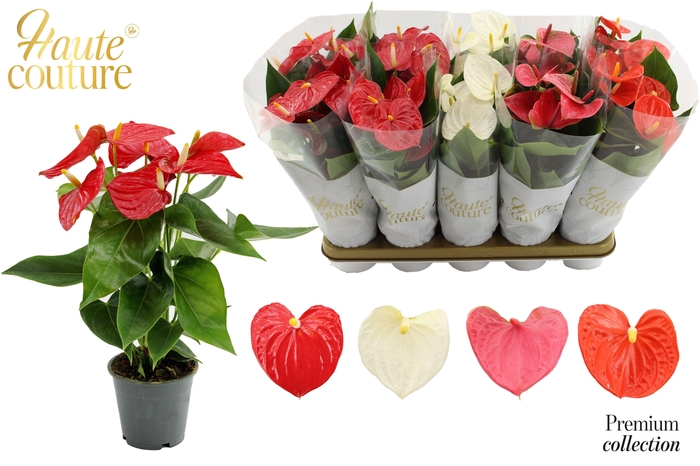 <h4>Anthurium 12 cm 4 color mix in Haute Couture sleeve</h4>