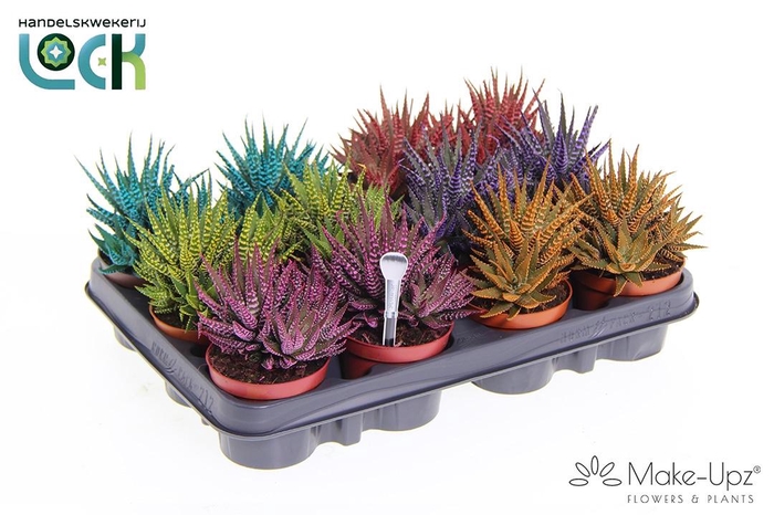 <h4>Haworthia Big band mix MakeUpz</h4>