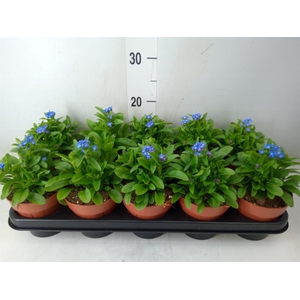 Myosotis sylv. 'Laura deep Blue'