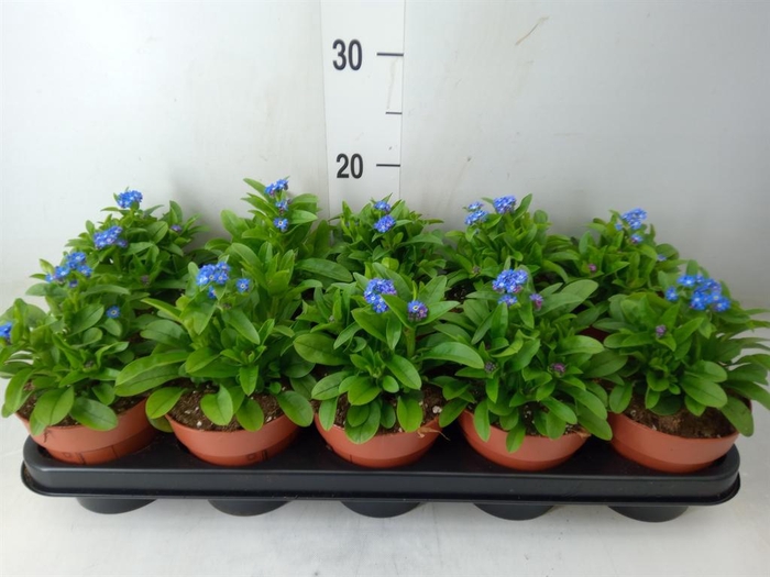 <h4>Myosotis sylv. 'Laura deep Blue'</h4>