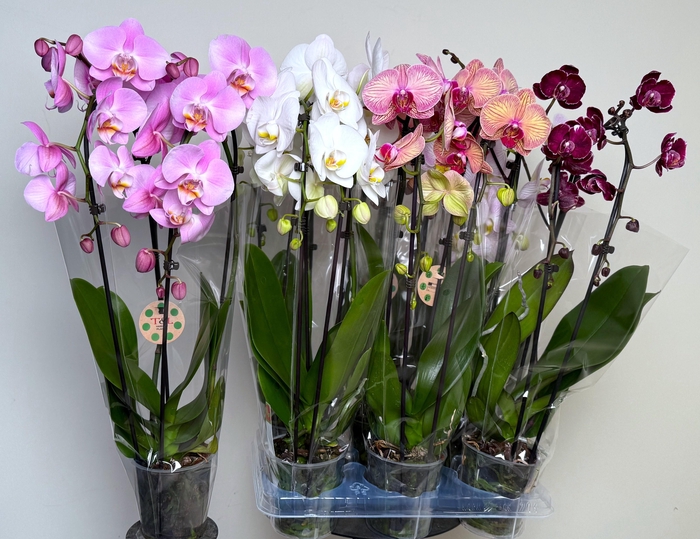 <h4>PHAL EL CASCADE</h4>