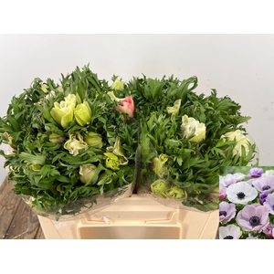 ANEM CO GALIL PASTEL