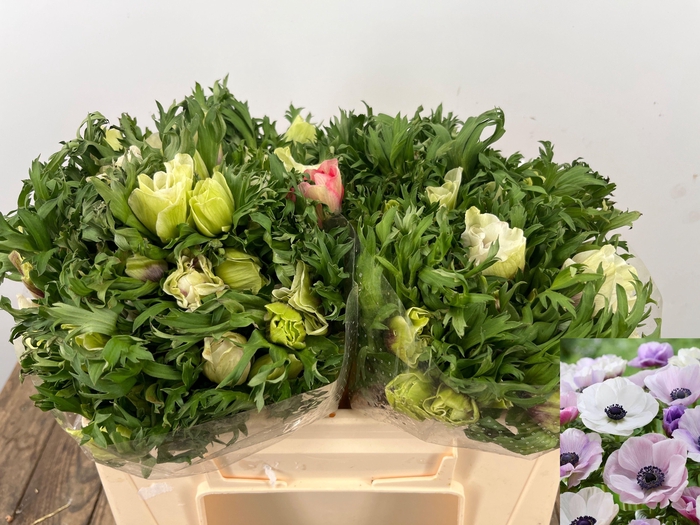 <h4>ANEM CO GALIL PASTEL</h4>