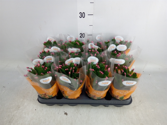 <h4>Schlumbergera   ...</h4>