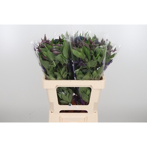 Clem Di Bl Pirouette