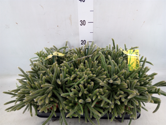 <h4>Rhipsalis baccifera subsp. horrida</h4>